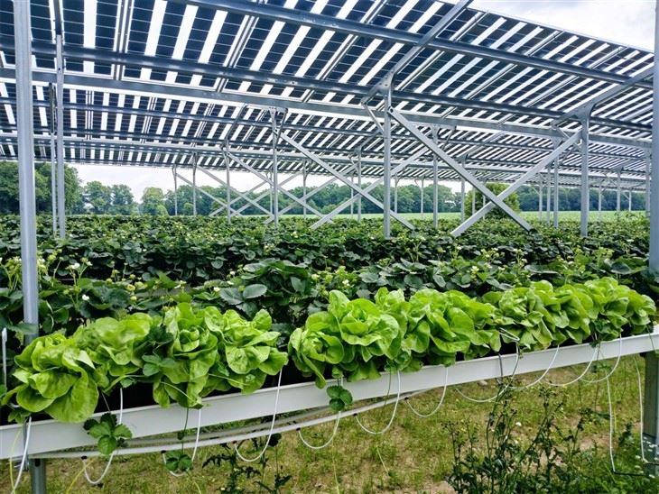 High-Clearance Solar Mounting Solutions For Dual-Use Agriculture suppliers